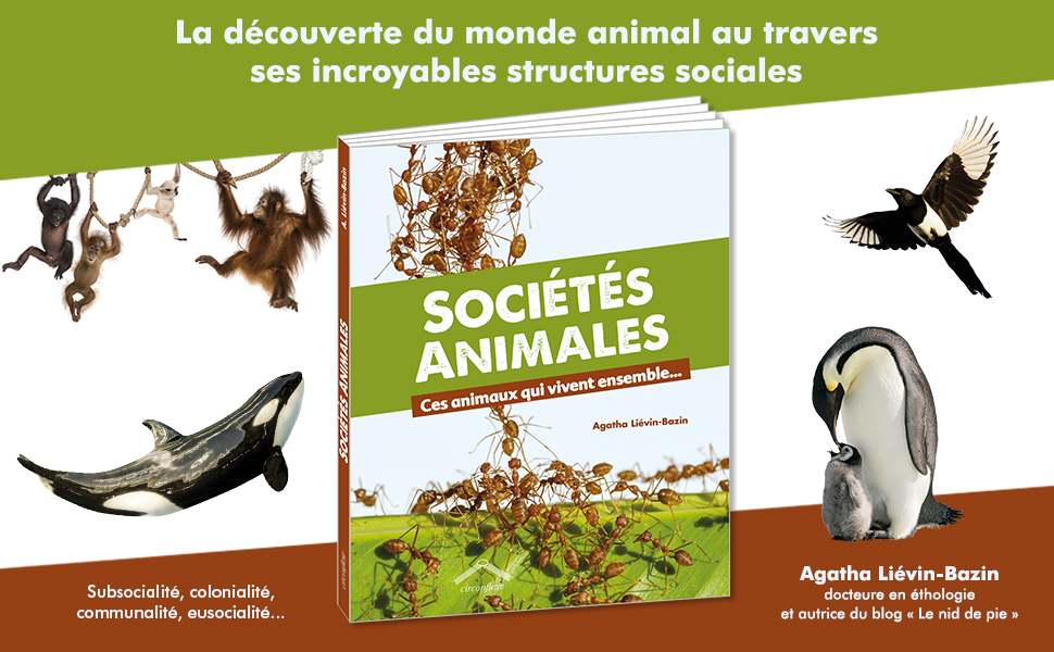 Leniddepie's tweet photo. Dans 8 jours, mon 1er ouvrage solo intitulé "Sociétés animales, ces animaux qui vivent ensemble...", édité par les éditions circonflexe, sort dans toutes les bonnes librairies ! Hiiiiii ! 📚🦓🦧🐳🦅🐧🐞 https://t.co/MW8NNSwSx1