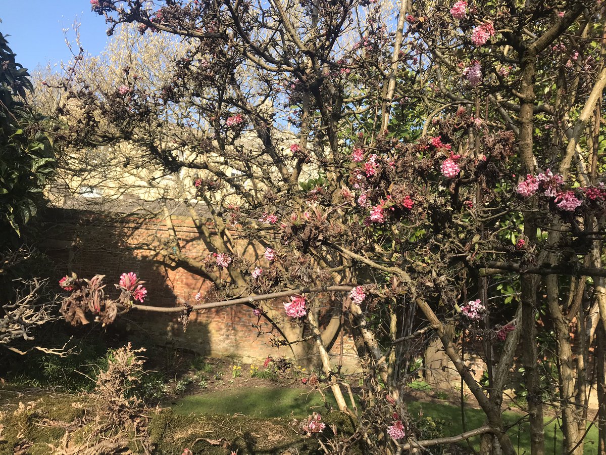 shaistaAziz's tweet photo. Another beautiful day in the city. 
#lockdownwalking #Oxford #Home #Nature #Walking #MentalHealth #Wellbeing #Spring https://t.co/4SS64eoiO8