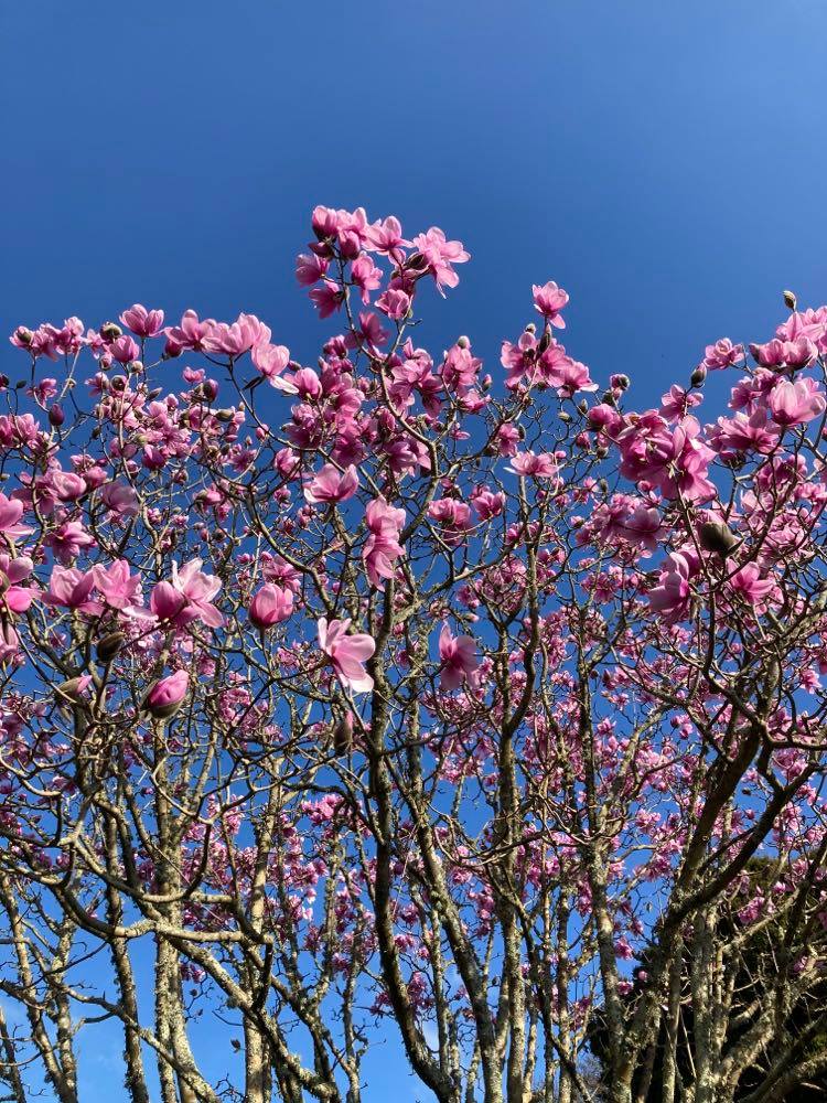 It's on the way. 
#spring #springisintheair