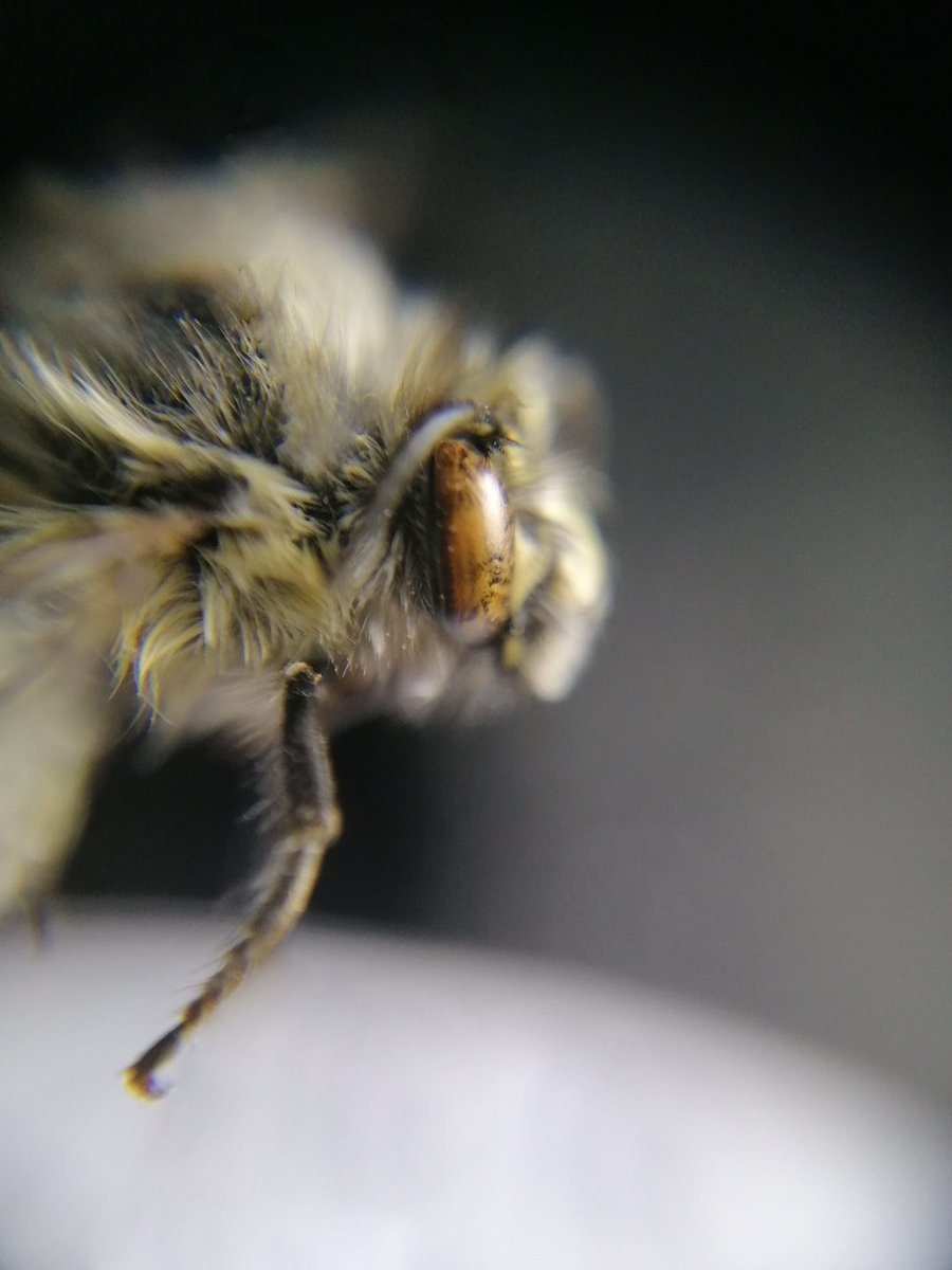 RBAbuzz's tweet photo. Anthophora plumipes, illustrée ce lundi dans le #MacroPoll 🔎 cette #abeille solitaire très poilue et à longue langue, se caractérise par son vol rapide/stationnaire et par les longues franges qui ornent ses pattes médianes (juste les ♂️). Elle se trouve dans les milieux ouverts. https://t.co/xv6IqI5ak2