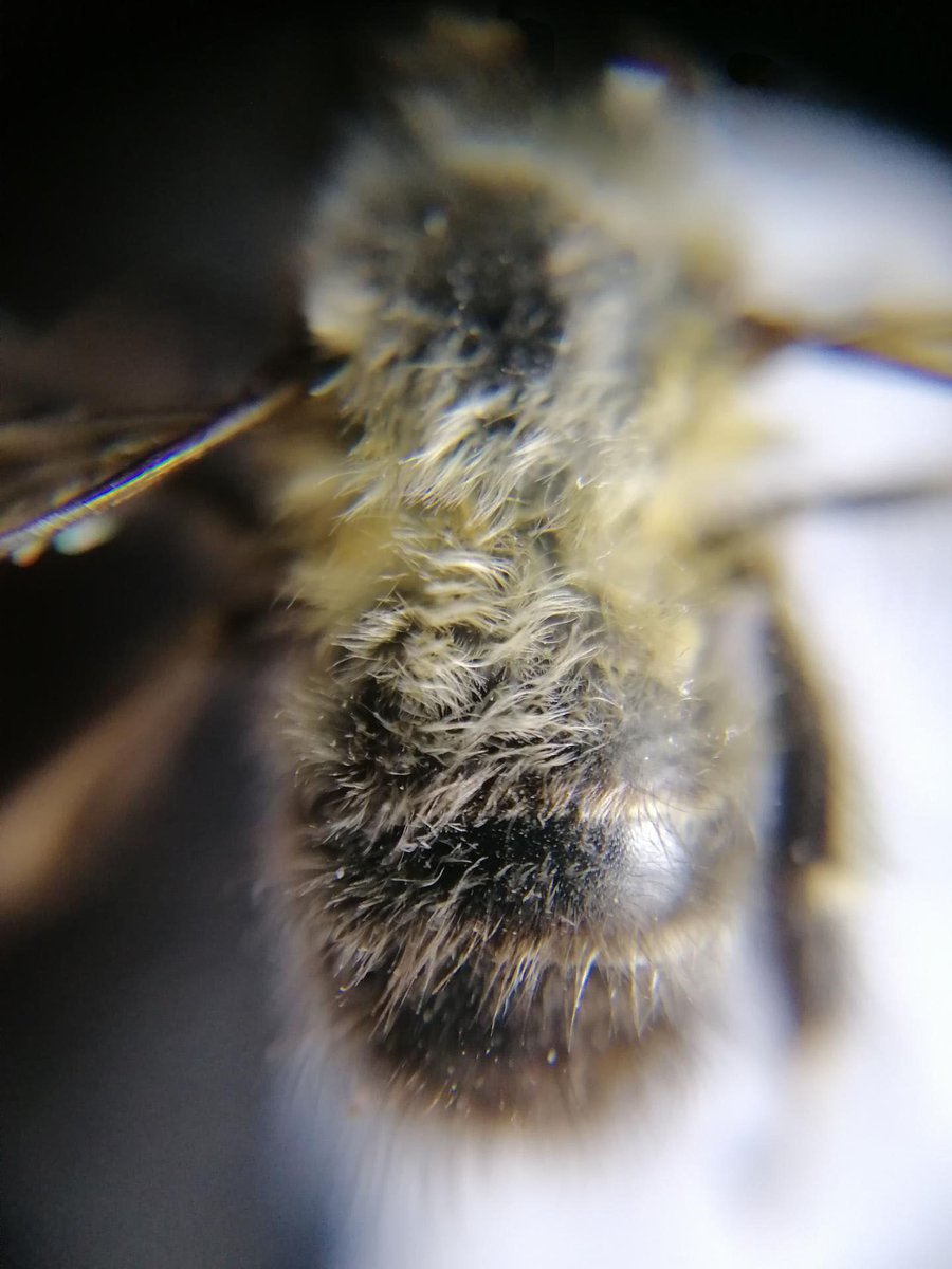 RBAbuzz's tweet photo. Anthophora plumipes, illustrée ce lundi dans le #MacroPoll 🔎 cette #abeille solitaire très poilue et à longue langue, se caractérise par son vol rapide/stationnaire et par les longues franges qui ornent ses pattes médianes (juste les ♂️). Elle se trouve dans les milieux ouverts. https://t.co/xv6IqI5ak2