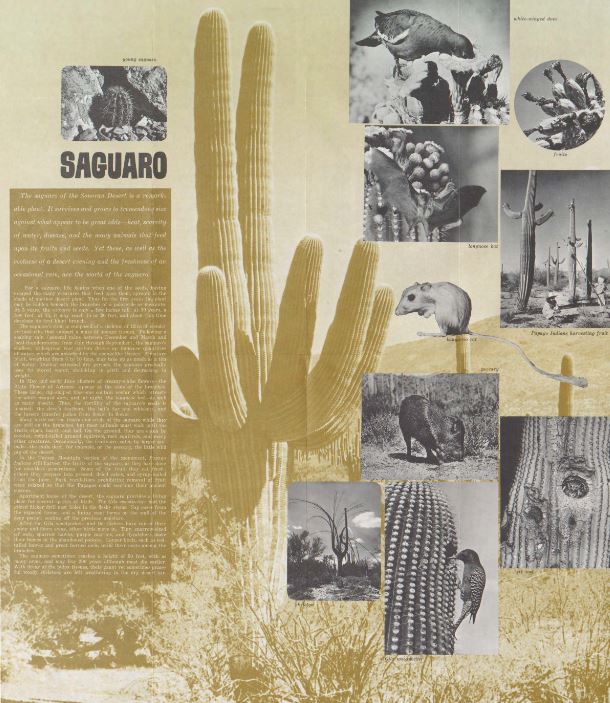 StateLibAZ's tweet photo. On March 1, 1933, President Herbert Hoover signed a proclamation establishing Saguaro National Monument in Tucson, AZ. Congress later elevated the status to @SaguaroNPS in 1994.
Enjoy these vintage tourist guides: https://t.co/tj24Rmhl7y
#ArizonaFederalDocuments https://t.co/Qg3SbmcFg5