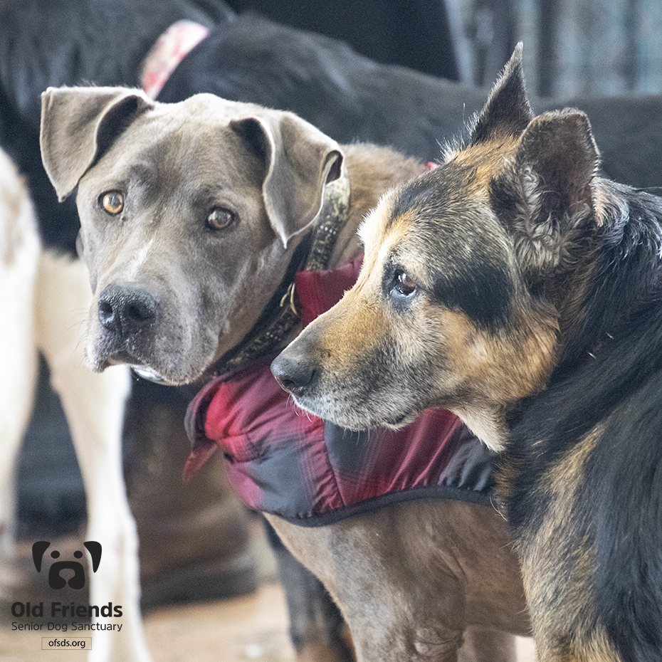 oldfriendssds's tweet photo. "Baby, there's that person with the camera again!"- Tank
#ofsds #ofsdstank #ofsdsbaby #seniordogs https://t.co/wvLJ1824jw