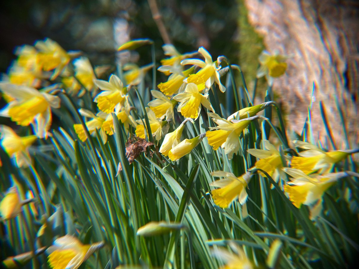 Happy St Daffodil’s Day #stdavidsday #daffodil #daffodils #golden #goldendaffodils #yellow #narcissus #spring #springflowers #springiscoming #march #yellowflowers #gardenflowers #garden #gardens #gardening #photo #photography #flowerphotography #cornwall #cornish #kernow