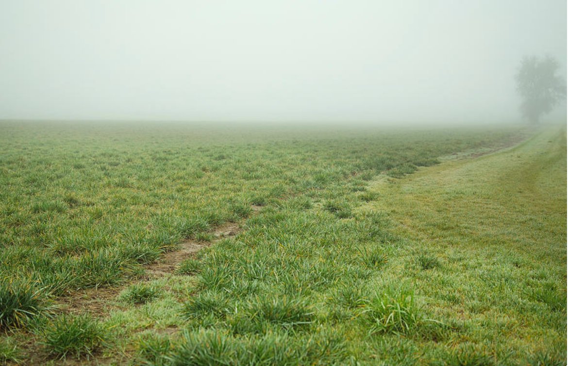 KunalMehraPhoto's tweet photo. Out beyond, ideas of right doing and wrong doing
there is a field
I'll meet you there - #Rumi
A foggy #WinterMorning in #HillsboroOregon
#RumiQuotes #ZenImages #RelaxingImages #OregonWinter
https://t.co/mcng56P80y https://t.co/YDkvdkGS8T