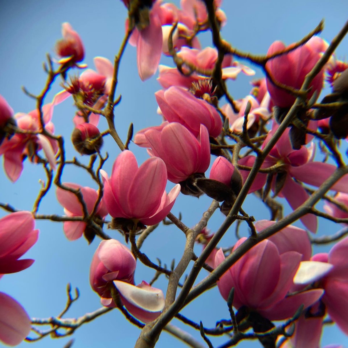 Can you really take too many Maggie pics?! Shot using phone clip on zoom lens. Why are all the best blooms at the top of the tree?Magnolia campbellii. #magnolia #magnoliatree #magnoliamania  #herecomethemagnolias #spring #springflowers #march #flowerphotography #cornwall #cornish