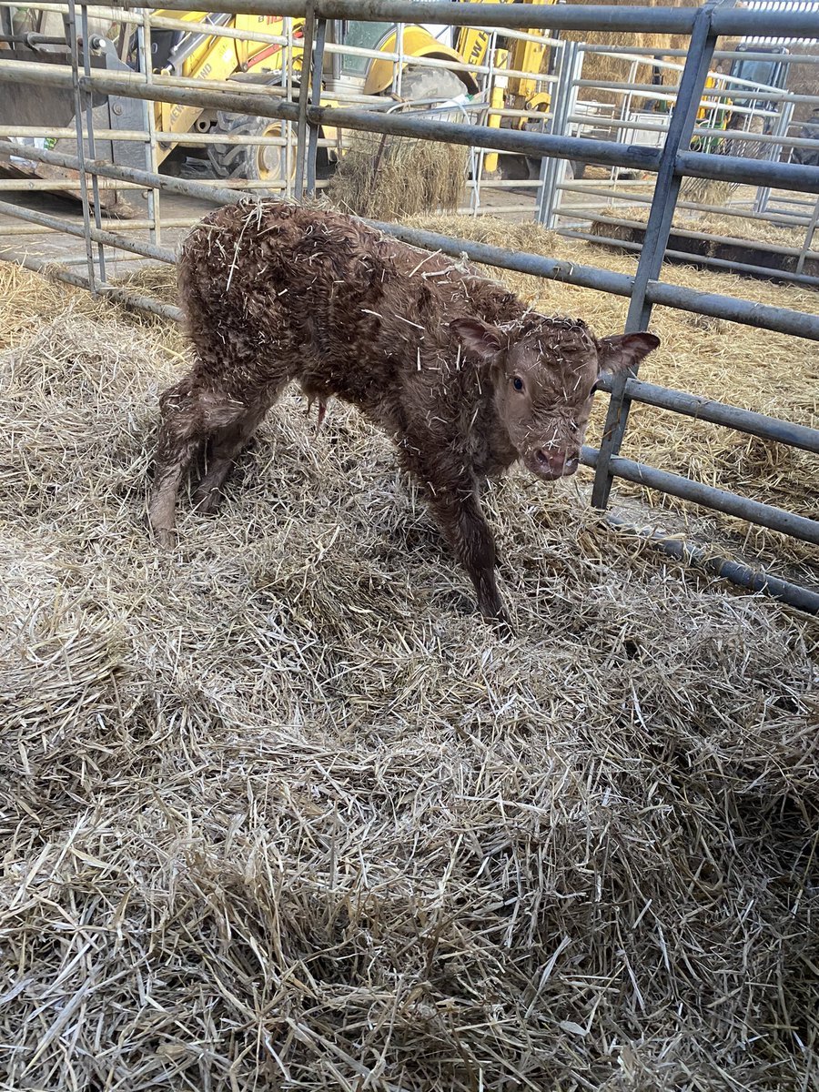First <a href="/LimousinUK/">British Limousin</a> pedigree calf to be born on the farm, sire: plumtree deus
