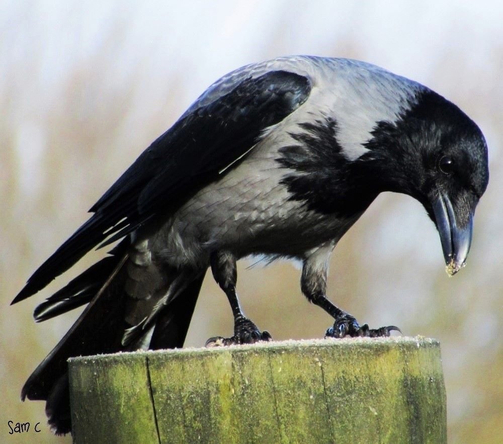 SamcassidySam's tweet photo. Some beatiful birdies ! ❤🥰❤ #hoodedcrow #jackdaw #rook #corvid #teamcorvid #lovecorvids #birds #birdsoftwitter https://t.co/Yv6f3Faw2l