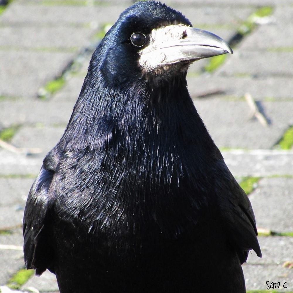 SamcassidySam's tweet photo. Some beatiful birdies ! ❤🥰❤ #hoodedcrow #jackdaw #rook #corvid #teamcorvid #lovecorvids #birds #birdsoftwitter https://t.co/Yv6f3Faw2l