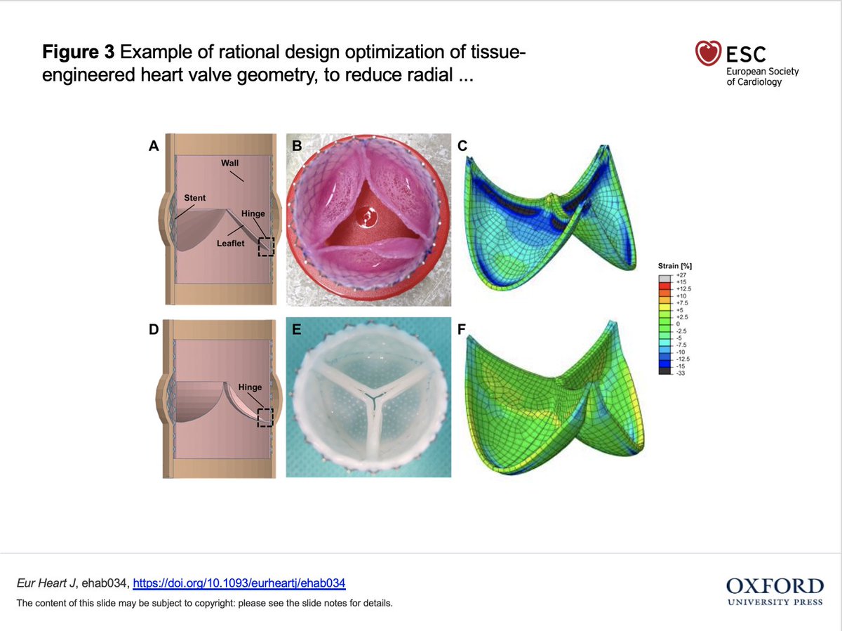 Could computational models become a pre-requisite for the broad #ClinicalTranslation of #TissueEngineered heart valves?
New article by our PhD students Valery Visser and Polina Zaytseva in #EHJ (corresponding author Maximilian Emmert).

@ESC_Journals, @escardio #cardiotwitter