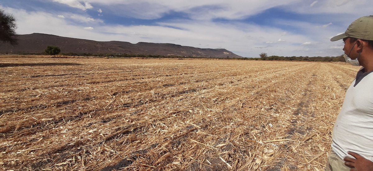 Alejandro081192's tweet photo. Agricultura de conservación a todo lo que da!

Área de extensión en Purísima del Rincón, Gto!

Tecnologías @MasAgroGto 

Antes y Después 

Productor Erik Valadez https://t.co/3bWu8og9w6