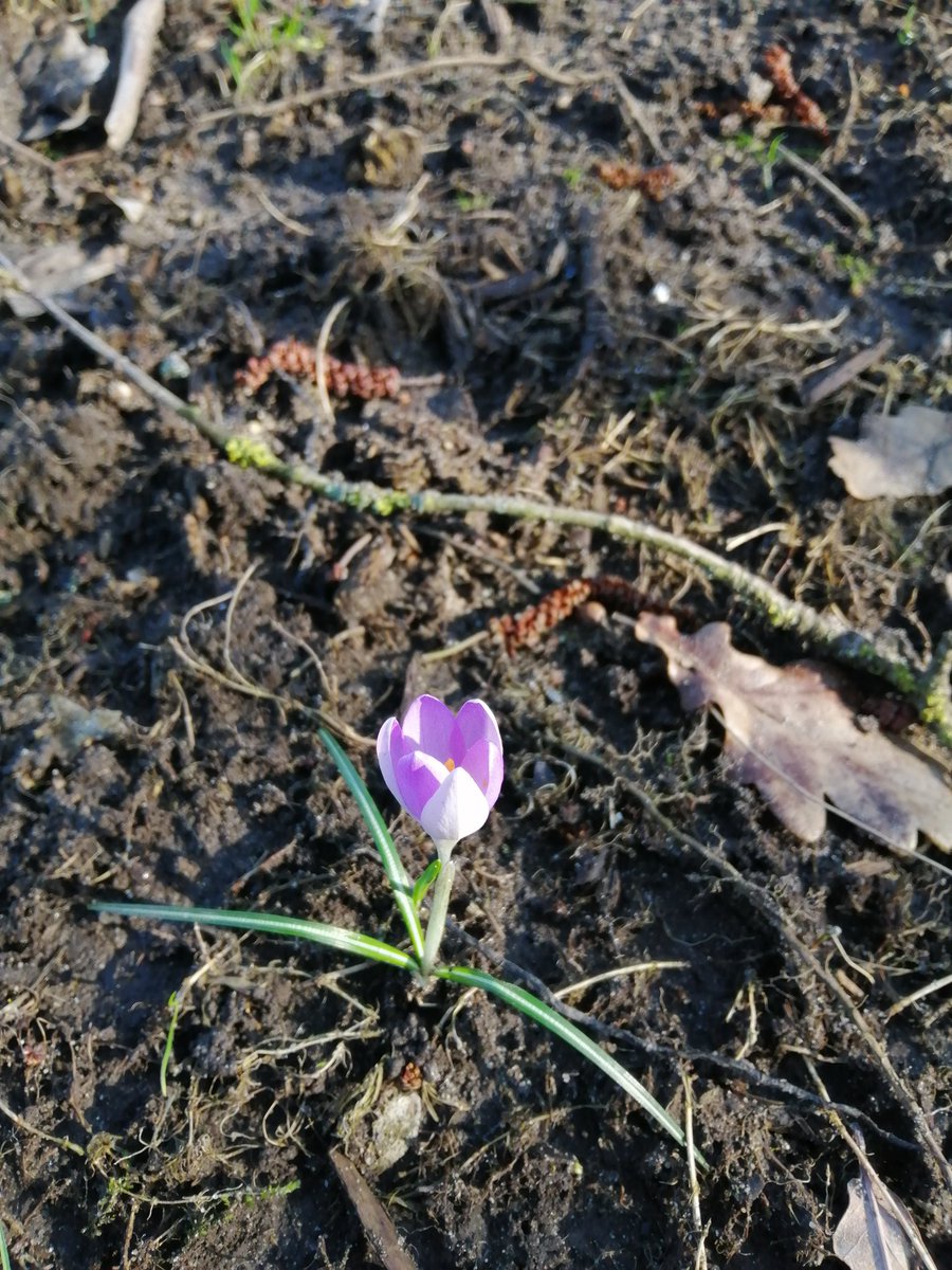 The first signs of something from our <a href="/seed_ball/">🌱SEEDBALL 🐝</a> wildflower pack is poking through the soil 🙌🌱