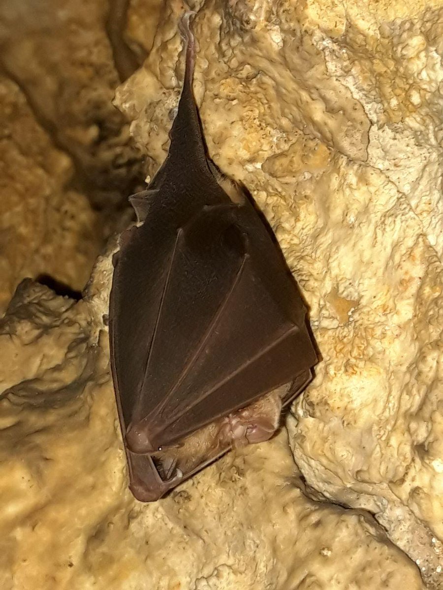IEE_ONG's tweet photo. Nous avons aperçu quelques chauve-souris rhinolophe en repos le long des parois jusqu'au fond des galeries. https://t.co/1HnVAyy0v7