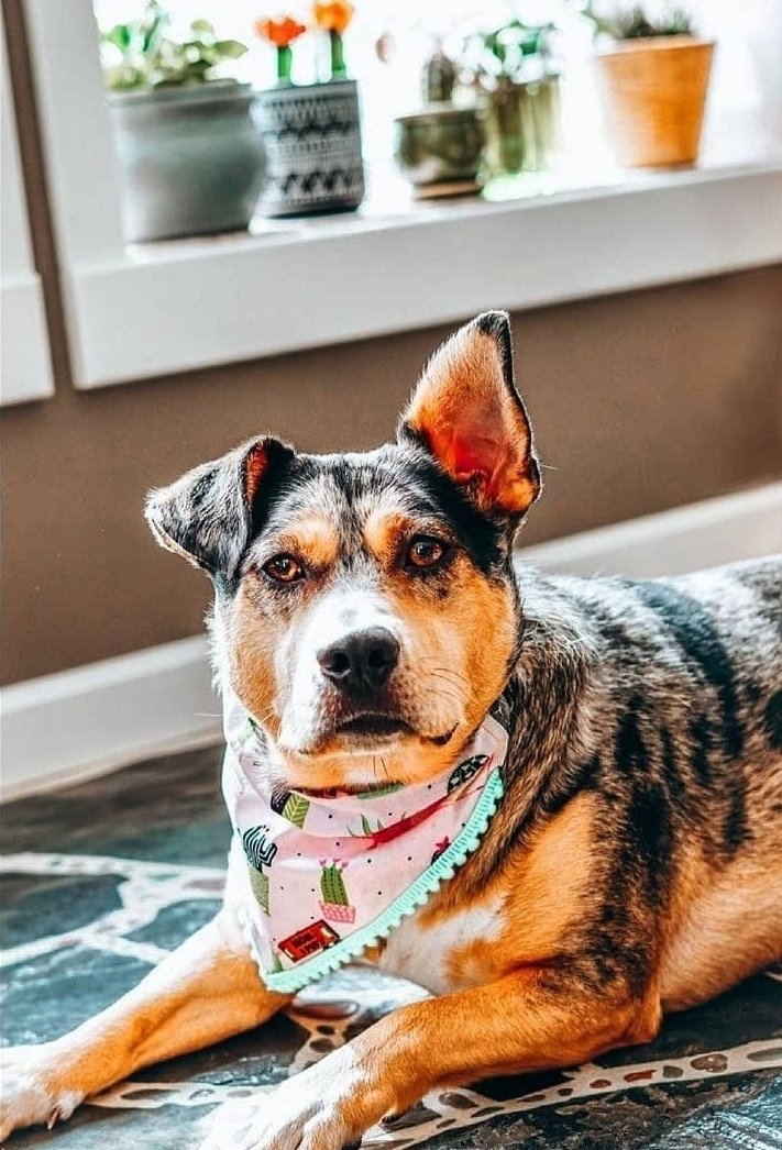 PottedPetPals's tweet photo. Did someone say Treat?

📸 IG: lore_chester_juniper
#dogsoftwitter #petswithplants https://t.co/CreW7v1H0S