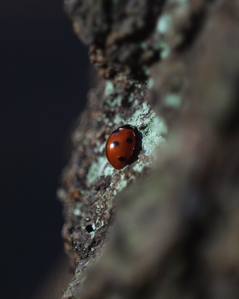 JoSinclair's tweet photo. Bathing in sunlight and out of hibernation #ladybeetle https://t.co/Ain3j94JmG
