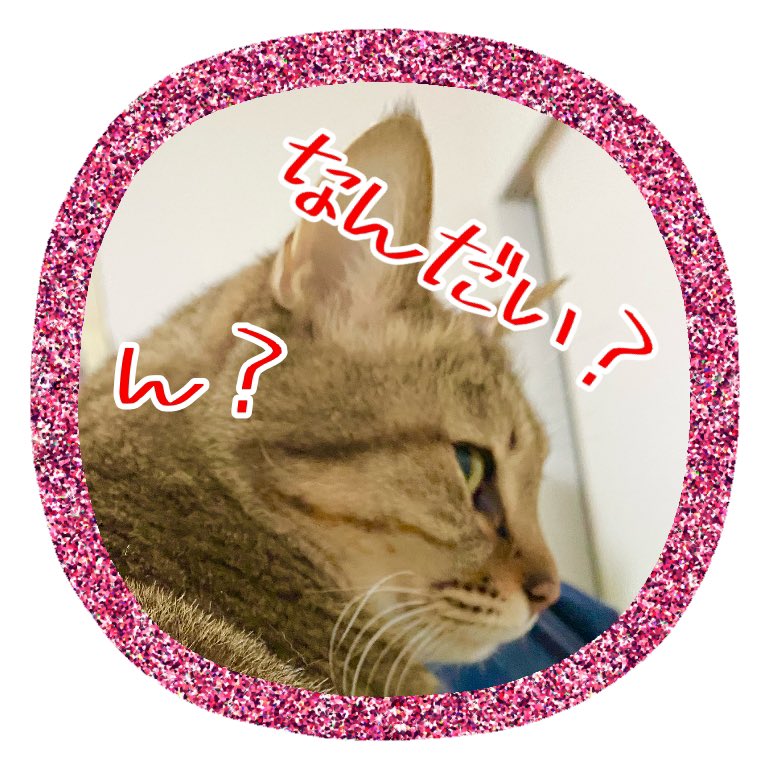 猫アイコン