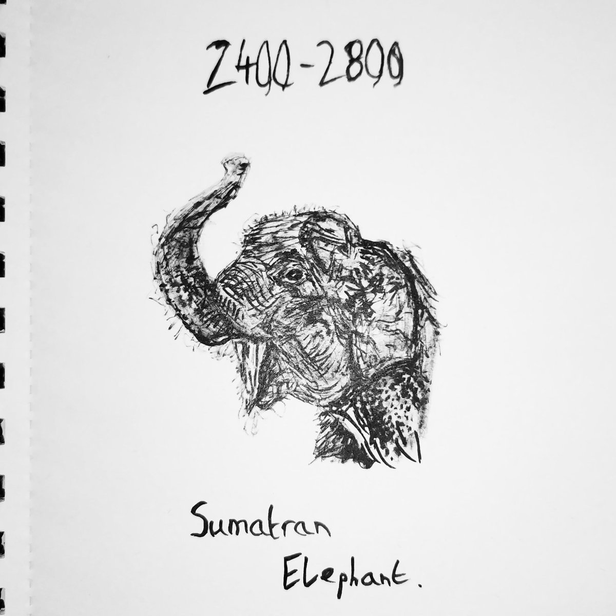 designabbied's tweet photo. This endangered animal series is to highlight the deterioration of this wonderful planet😔🌍
Today's animal is the Sumatran Elephant with 2400-2800 recorded in the wild🥺
#savetheendangered
-
#endangeredanimals #savetheplanet #savetheanimals #sumatranelephant #elephant #wwf https://t.co/TUcRbtxtKr