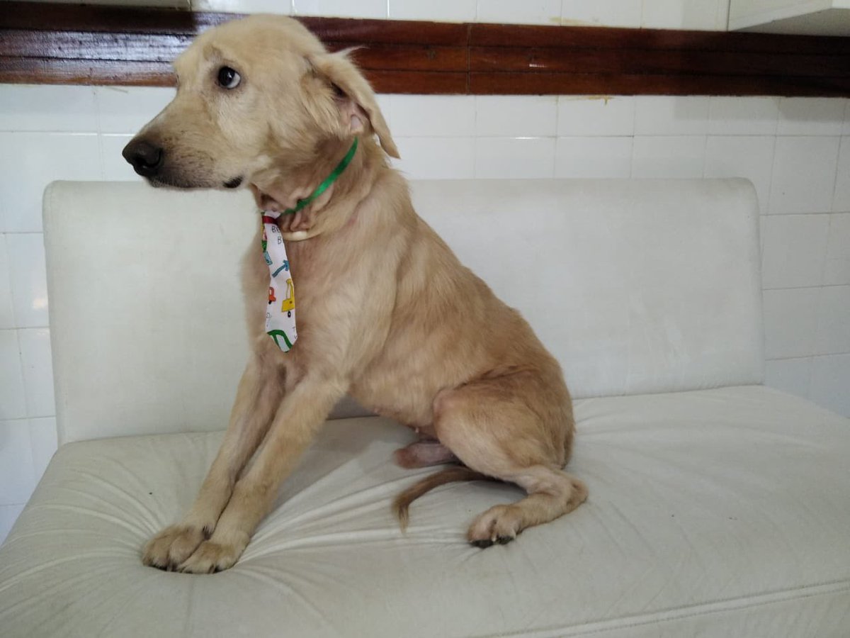 arturooallende's tweet photo. Hola! Les presento a Miguelito, le rescato un amigo de la calle, lastimosamente el no se puede quedar con el, y esta buscando un hogar donde le den mucho amor, tiene 5 años, esta vacunado, es muy cariñoso, y nambre 😍 RT para encontrarle una familia https://t.co/UMIrMQpdMr