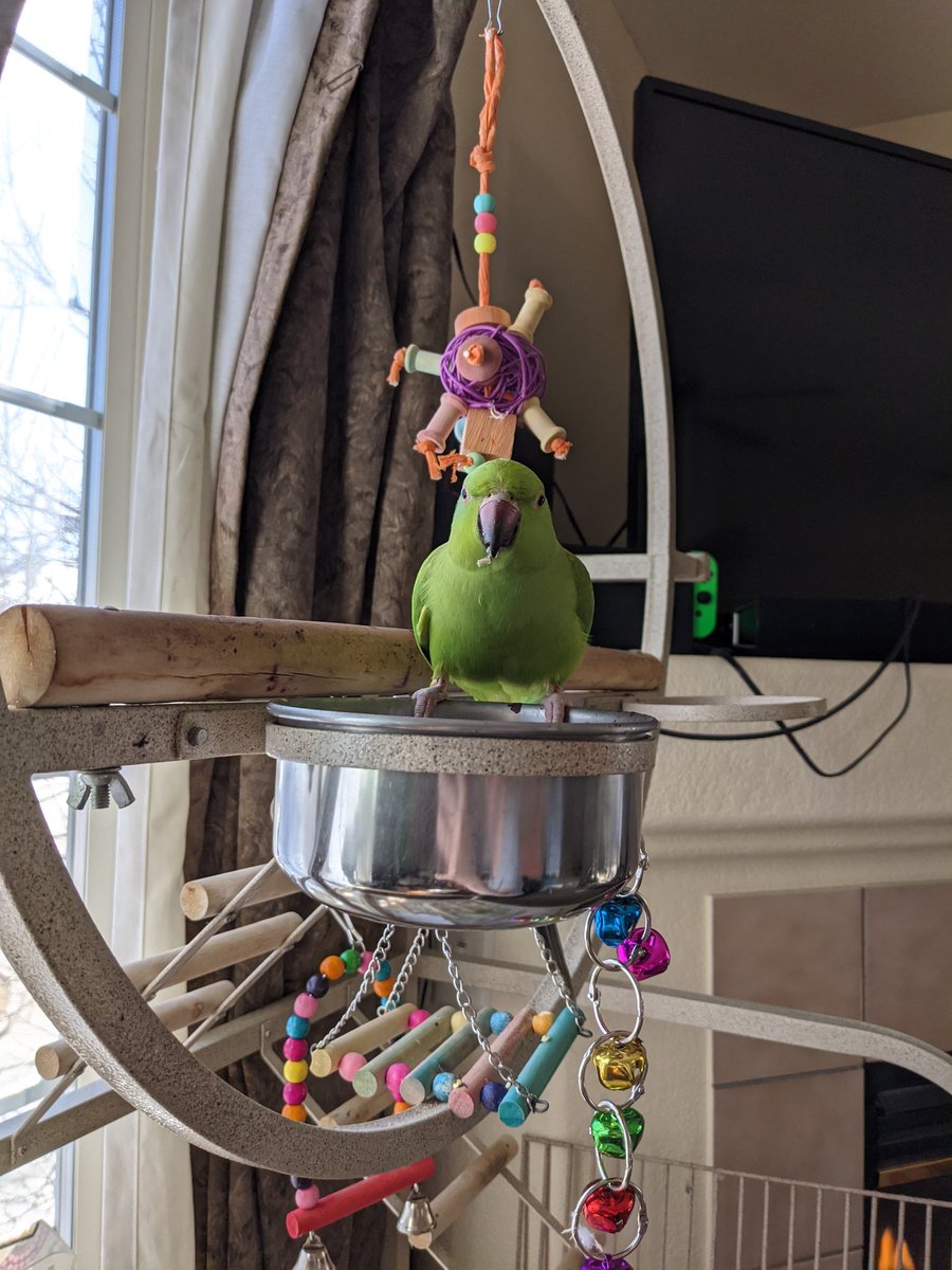 A rare picture of an unblurred Kiwi