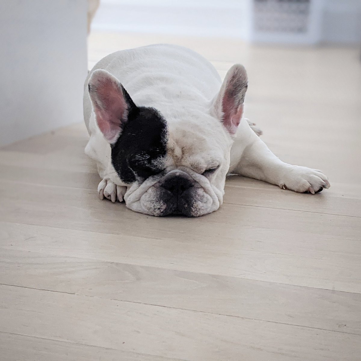 Monday 😴💤
#dogs 
#dogsoftwitter 
#MondayMood