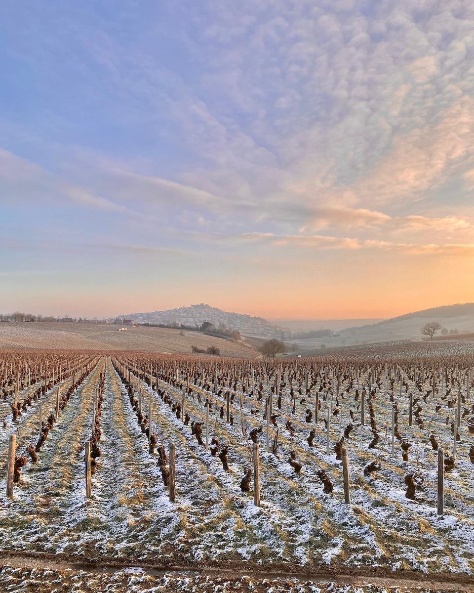 Our frosted vines are slowly melting, and the warmth of springtime in Sancerre is on the horizon. ❄️🌅

📸 : @paolinevgr