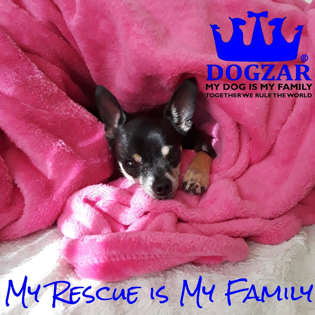 DOGZAR_com's tweet photo. Are you a Rescue Warrior?
Adopt the LOVE of your life! ❤️
https://t.co/S7JOkxZ5ii
My DOG is My Family!
#AdoptDontShop #rescuedog #dogzar #mydogismyfamily https://t.co/jJqSBM47T9