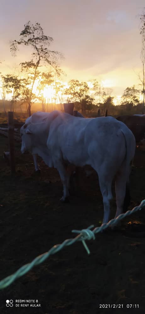 Claudio_Aular's tweet photo. Amanecer hermoso, Venezuela, Portuguesa, Ospino
Agropecuaria El Lambedero https://t.co/7oHSl4fUn3