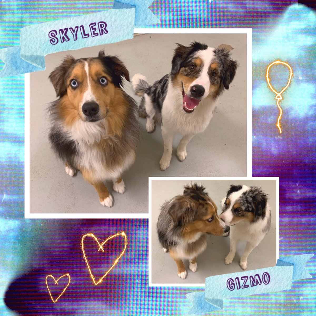 ClassyClipNY's tweet photo. 🐾 Life is better when you share it with friends. The same is true for our daycare pals! 💜 https://t.co/91WRTsl7FJ