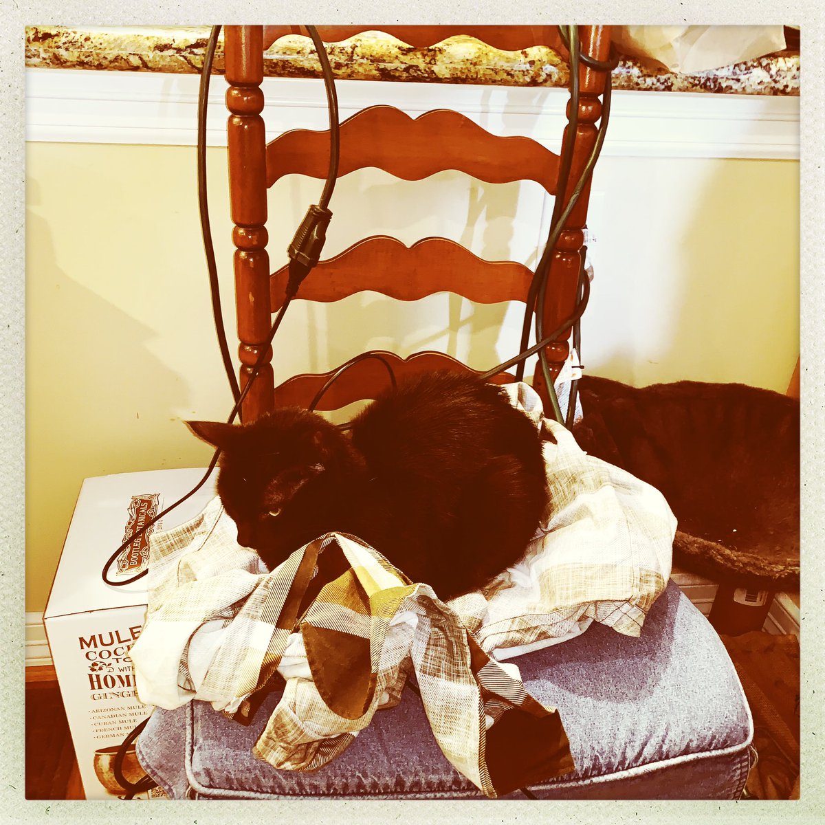 I only loaf on the finest <a href="/jcrtplaid/">JCRT</a> shirts. Because I am a fashion icon. #catsofthequarantine