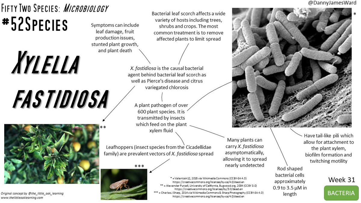 #52Species Week 31 - Xylella fastidiosa
Each week for a full year, I'm highlighting a different microbe in a single #SciComm image. This week is Xylella awareness week and so I'm dedicating today's post to this plant pathogen 🔬🍇🌿🌳
#BRIGITXylella #PlantHealth #IYPH #Plants https://t.co/YB7FwFNrof