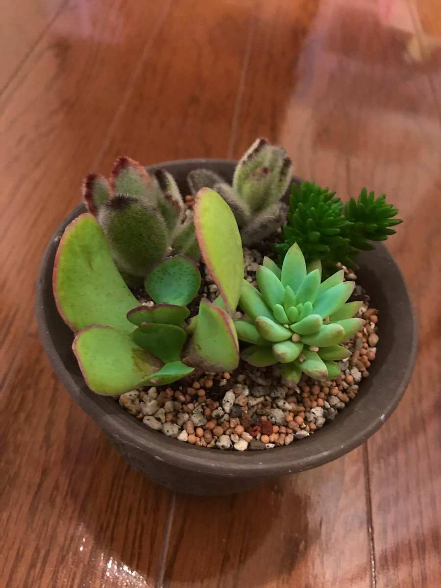 Yui 多肉植物 鉢に植え替えました 左側の写真のももふもふしたのが ジャイアントラビット 右側の写真の羽ばたいてるようなのが ブルーバード その隣は 樹氷 その後ろは グリーンペット 多肉植物は種類がたくさん 名前も素敵 どれも可愛いくて