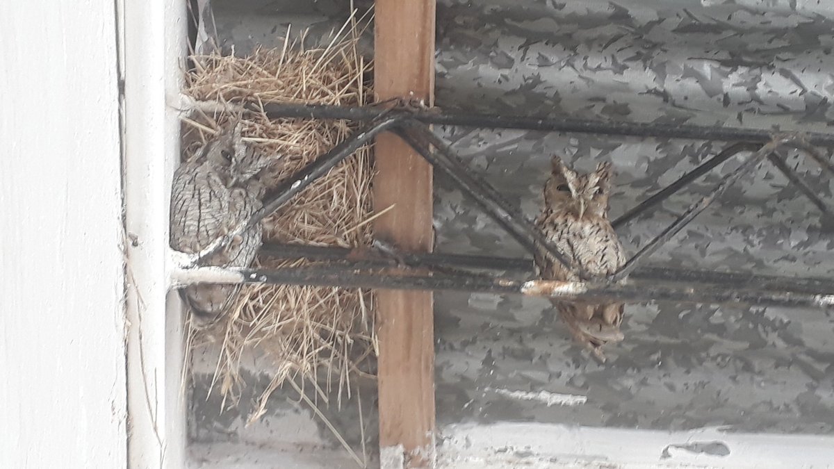 Bonus round! This rural school has owls.