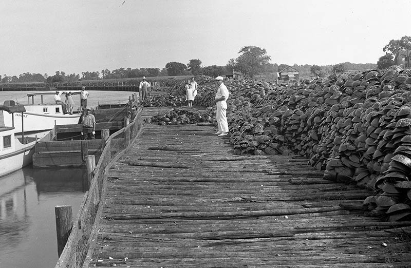 FossilDetective's tweet photo. I was reminded today about the problem of our uncertain baseline for what healthy horseshoe crab populations are.

These images from the Delaware Public Archives show the scale of harvesting when we used them for fertilizer up until the 1970s, before we began monitoring efforts. https://t.co/v1QQ3QpJfB