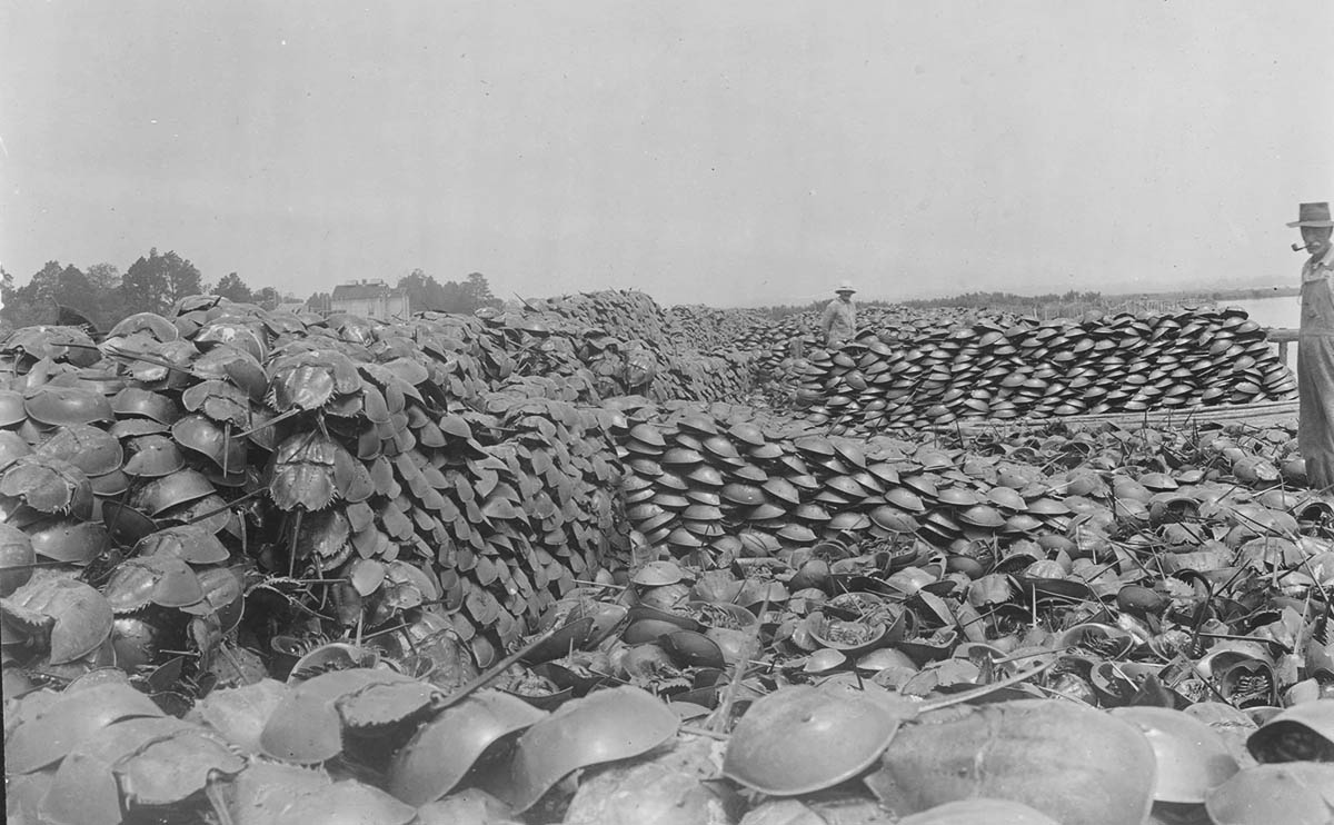 FossilDetective's tweet photo. I was reminded today about the problem of our uncertain baseline for what healthy horseshoe crab populations are.

These images from the Delaware Public Archives show the scale of harvesting when we used them for fertilizer up until the 1970s, before we began monitoring efforts. https://t.co/v1QQ3QpJfB
