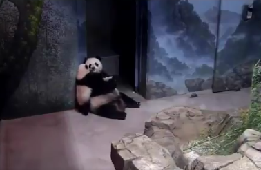 GoofballAnimals's tweet photo. #TheKiss (before climbing #MountMei). xo https://t.co/h4lbUykePC