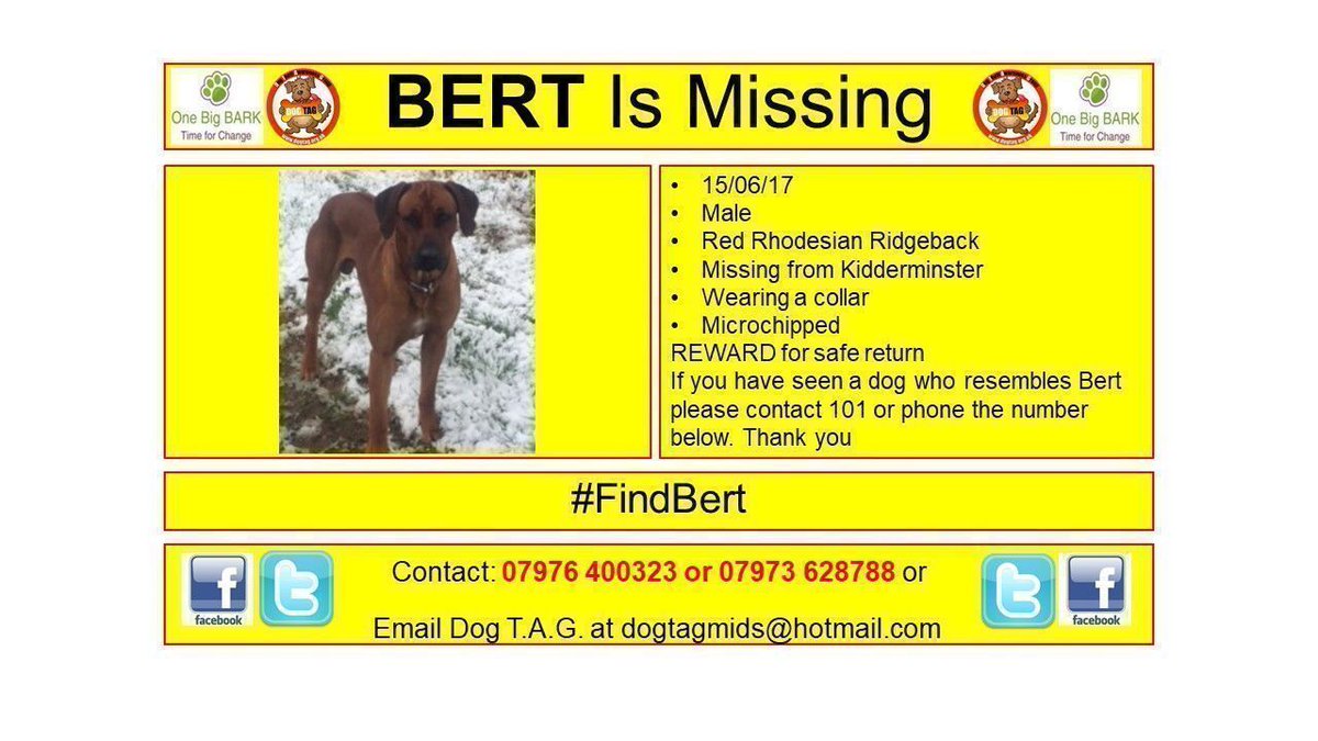 DogTAGMids's tweet photo. 15/06/17
Male
Red Rhodesian Ridgeback
Missing from Kidderminster
Wearing a collar
Microchipped
REWARD for safe return
Contact: 07976 400323 or 07973 628788 
#FindBert #LostDog #LostDogAlert https://t.co/oX2m7pI2xl