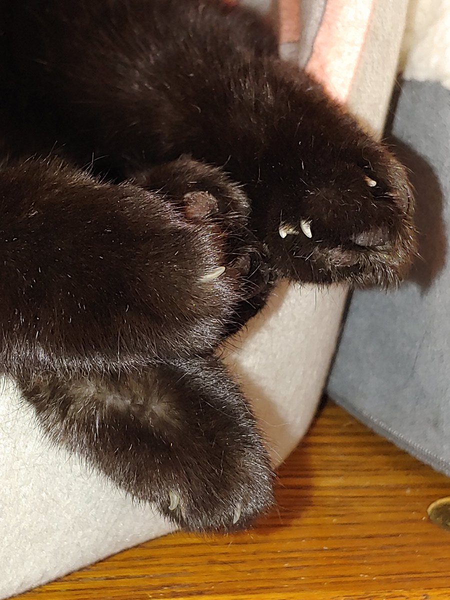 Work4Catnip's tweet photo. @lokisixtoes Paws in! ❤❤❤❤ Tallulah, Toona, Jillie &amp; hoom https://t.co/TbpN4WtMTF