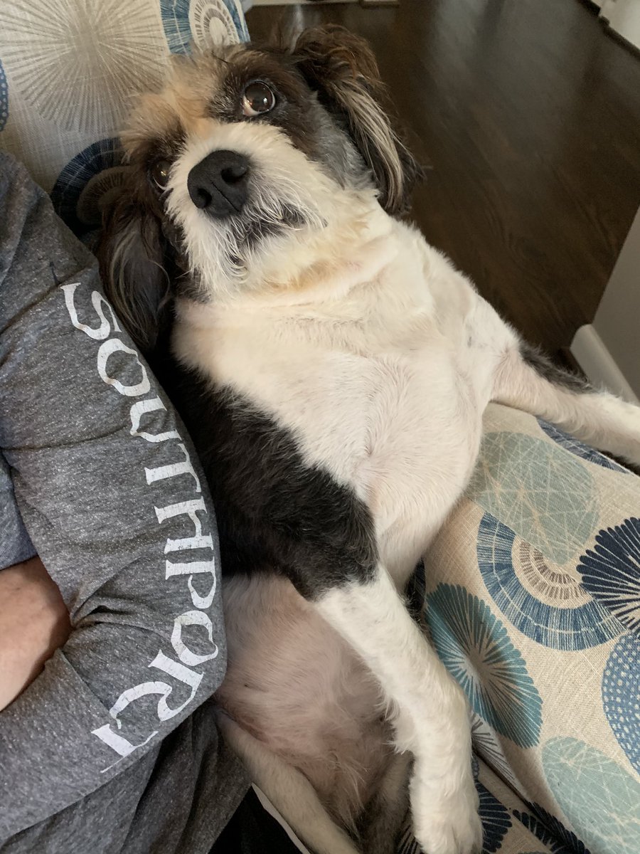 LucyLoops3's tweet photo. Mama is home. Yay!! Cuddle time. #dogsoftwitter #cuddle #love https://t.co/2V4n2FebRR