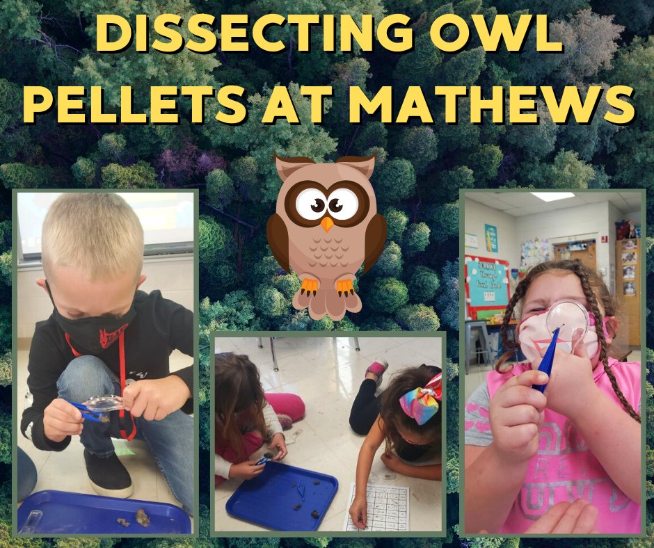 nixaschools's tweet image. Mrs. Morrow&apos;s first-graders at Mathews Elementary dissected owl 🦉 pellets. They found bones 🦴 from other creatures hiding inside. #animallearning