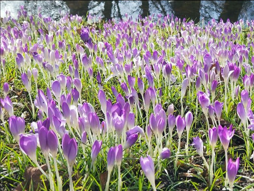 2 Million Blossoms tweet media