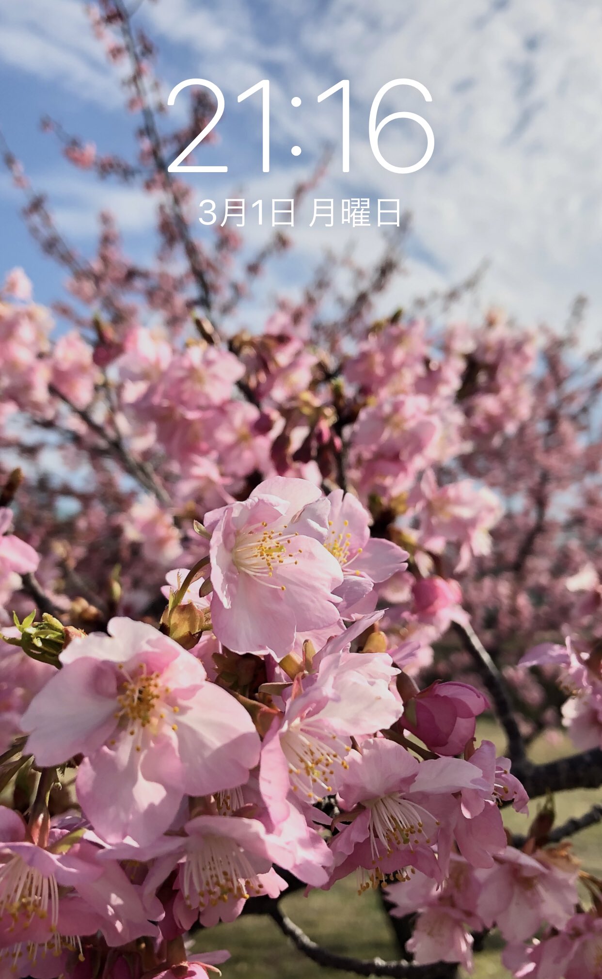 تويتر Buchiクラフト على تويتر 卒業 桜 花見 Iphone スマホの壁紙 を変えました 皆んなとお花見で集まれないので土手の桜を写真に 卒業シーズンで卒業 証書の筒を持ち自転車で帰宅を急ぐ学生がちらほら また4月が来ますねー満開のサクラはいいですねー