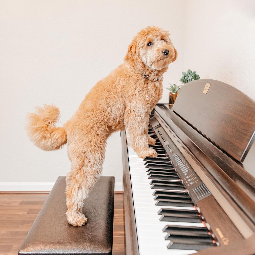 HiYouthSymphony's tweet photo. Practicing some Poochini 🐾

📸 IG gouda.doodle
#gettingbetter #passionformusic #musicdog #musicalanimals #piano #practicemakesperfect #goldendoodle #goldendoodlelife #dowhatyoulove #pianolessons #pianoplayer #pianomusic #pianopiano #pianolove #pianolover https://t.co/UGqhFj6Bmh
