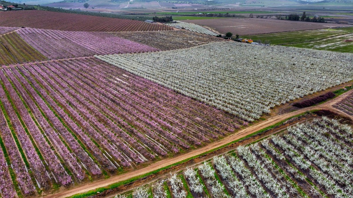 antoniohs92's tweet photo. Se acerca la primavera y el campo lo sabe🌺 #españa #extremadura #primavera #spain #Medellin  #spain #visitspain https://t.co/h1CsgkkevG
