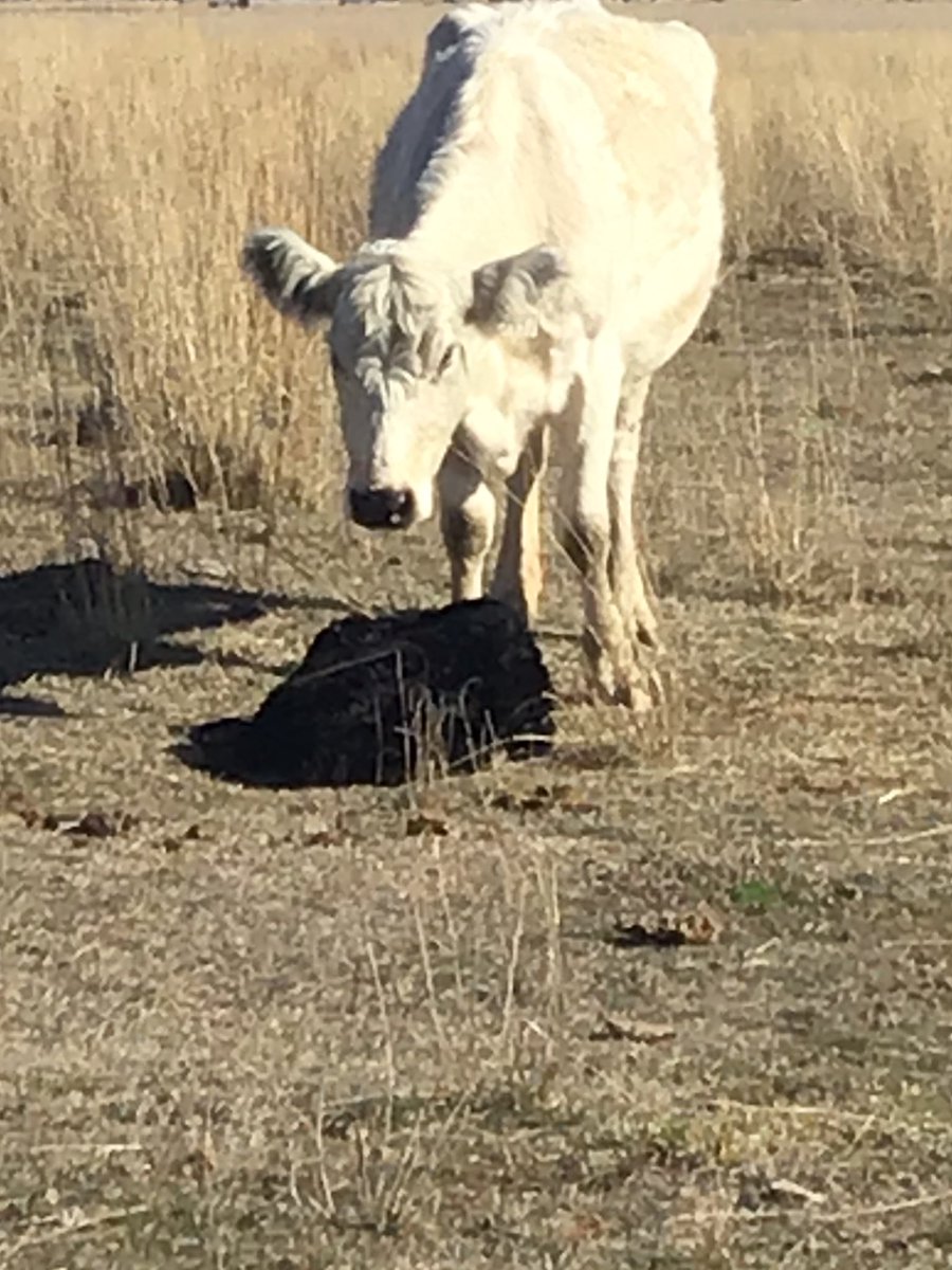 TheDailyCowman's tweet photo. Going to be some whispers going on at cow church this Sunday...
#OnceYouGo #Calving2021 https://t.co/N0k9PYDmlK