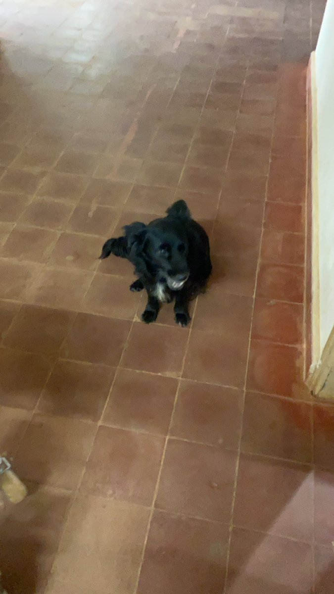 josekrdo's tweet image. Su amigo le esperaba! Me miraba y seguía esperando!