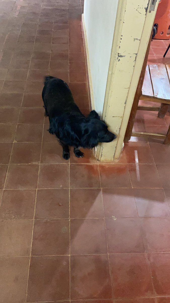 josekrdo's tweet image. Hasta que escuchó su voz y se acercó a mirar un poco y buen tímido 😍