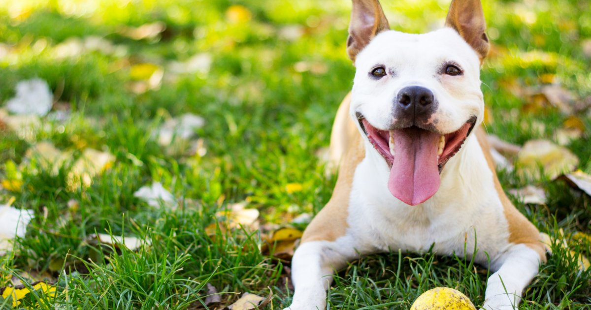 jaxhumane's tweet photo. Did you hear? 👂🐾
Today is National Share a Smile Day and JHS is celebrating with pet pics!

Visit https://t.co/bvhcJjfNoa to get your very own smile today! 😀 

#ShareASmileDay #JaxHumane https://t.co/s3BgzsCAbb