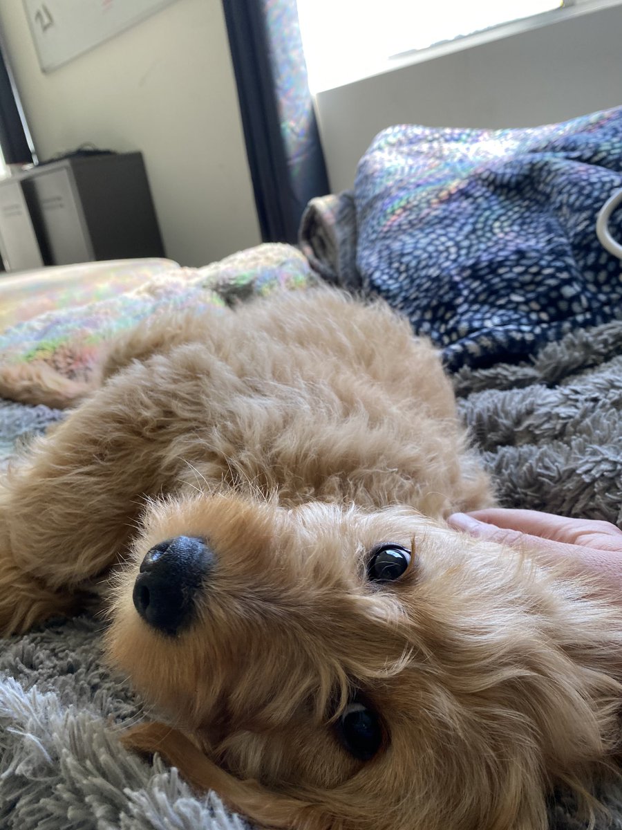 Dylan_Statham's tweet image. Oh Bambi Wambi 🥺