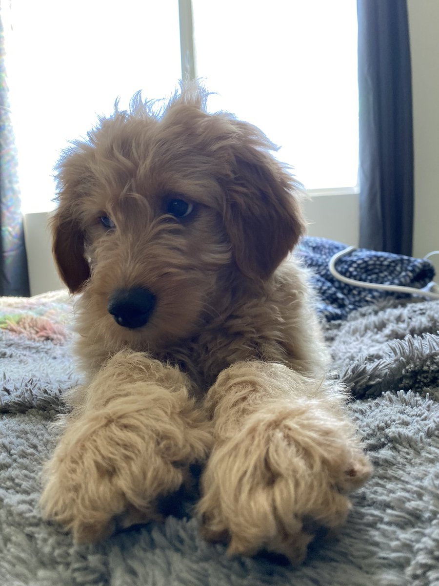 Dylan_Statham's tweet image. Oh Bambi Wambi 🥺