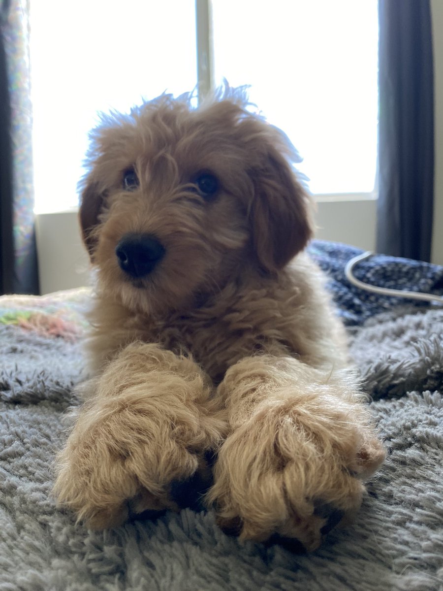 Dylan_Statham's tweet image. Oh Bambi Wambi 🥺